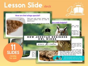 How Jehovah Designed Owl Wings | Lesson Slide Deck